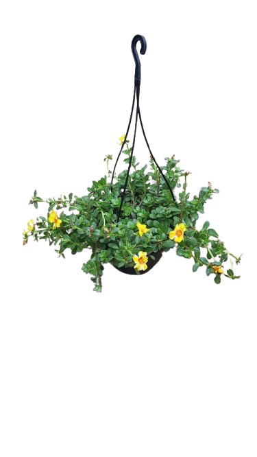 Hanging Basket Portulaca Pazzaz Various 20cm