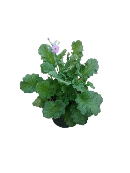 Primula 15cm