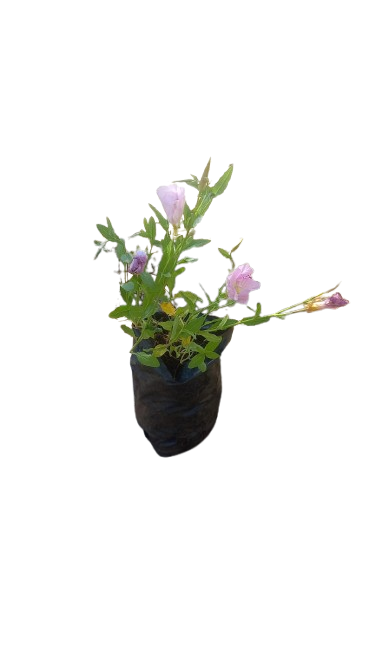 Primrose 1.5L