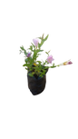 Primrose 1.5L