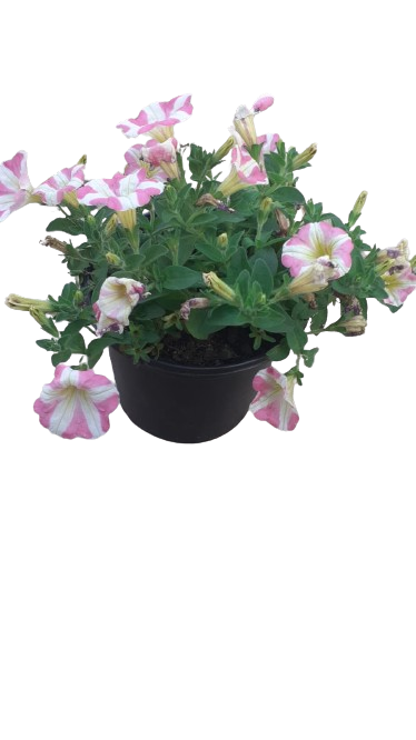 Petunia Assorted 17cm