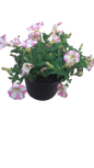 Petunia Assorted 17cm