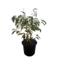 Ficus Profit/Starlight 17cm