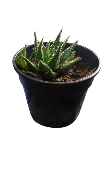 Harworthia Pumila 14cm