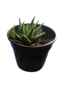 Harworthia Pumila 14cm