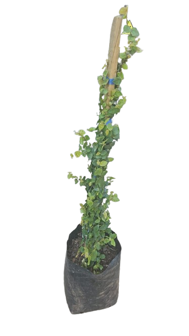 Ficus Pumila - Tickey Creeper Staked 10L