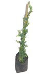 Ficus Pumila - Tickey Creeper Staked 10L