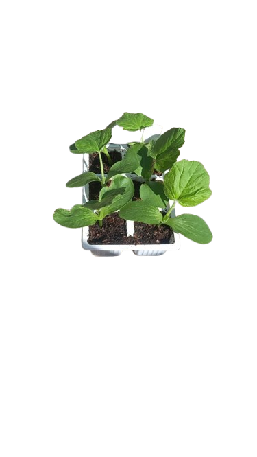 Pumpkin Boer White Seedling Tray