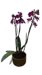 Phalaenopsis 2 stem In Green Ceramic 12cm