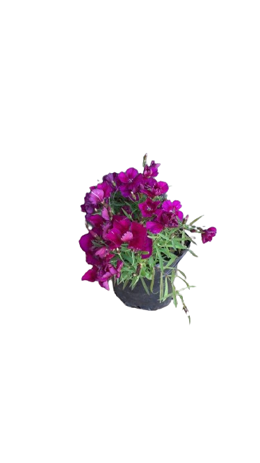 Dianthus Crononet Various 3L