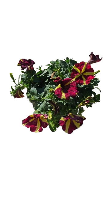 Petunia Amore "Queen Of Hearts" 15cm