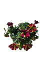 Petunia Amore "Queen Of Hearts" 15cm