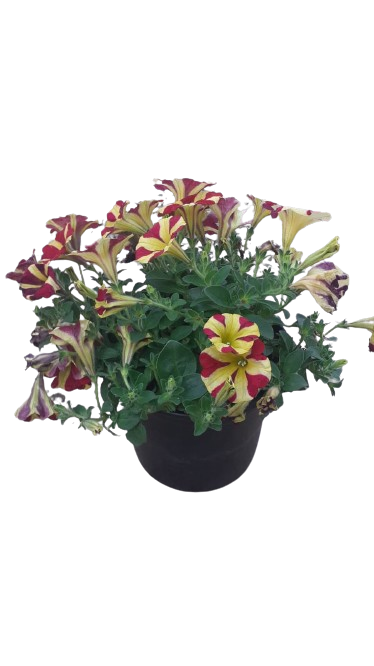 Petunia Assorted 17cm
