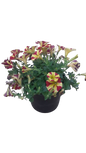 Petunia Assorted 17cm