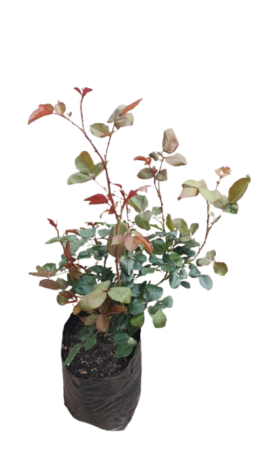 Queen Elizabeth Rose 5L (Soft Pink)