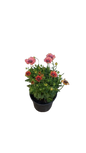 Osteospermum Serenity assorted 17cm