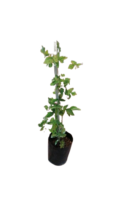 Raspberry tree 5L