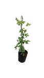 Raspberry tree 5L