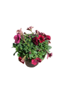 Petunia Assorted 15cm