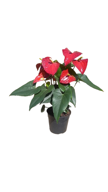 Flamingo Anthurium Various Colours 14cm