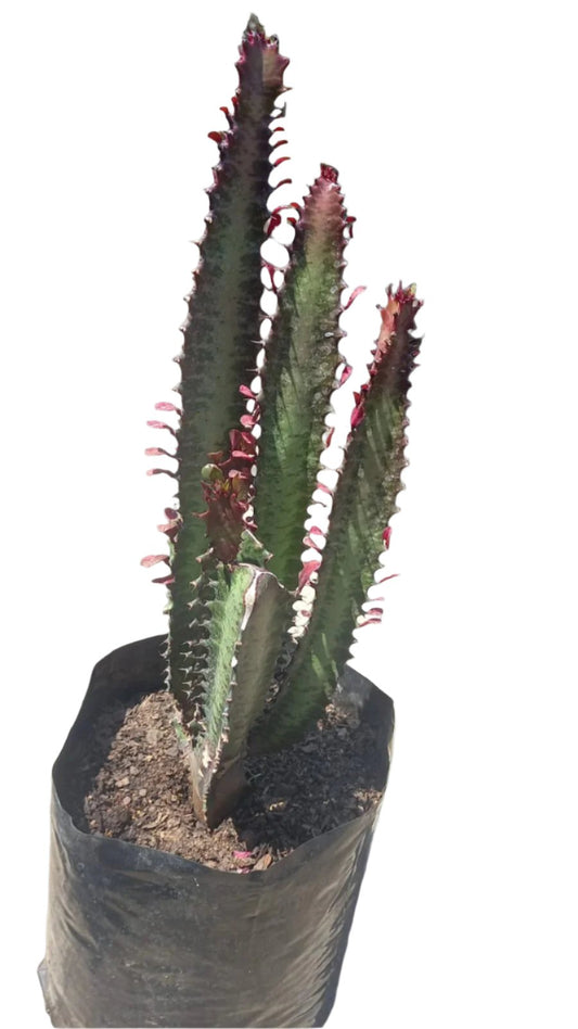 Assorted Euphorbia Trigona