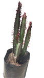Assorted Euphorbia Trigona