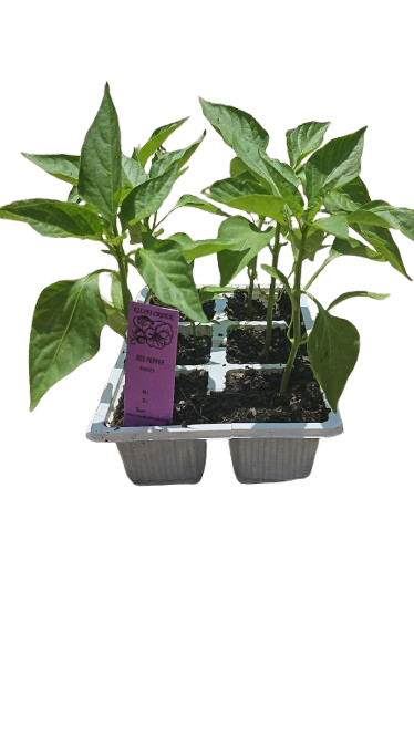 Sweet Red Peppers 6 pack seedling tray