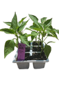 Sweet Red Peppers 6 pack seedling tray