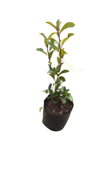 Photenia Glabra - Red Robin 10L /20L
