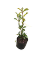 Photenia Glabra - Red Robin 10L /20L