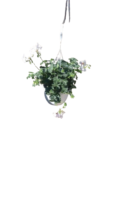 Pelargonium Tacari Hanging Basket 20cm