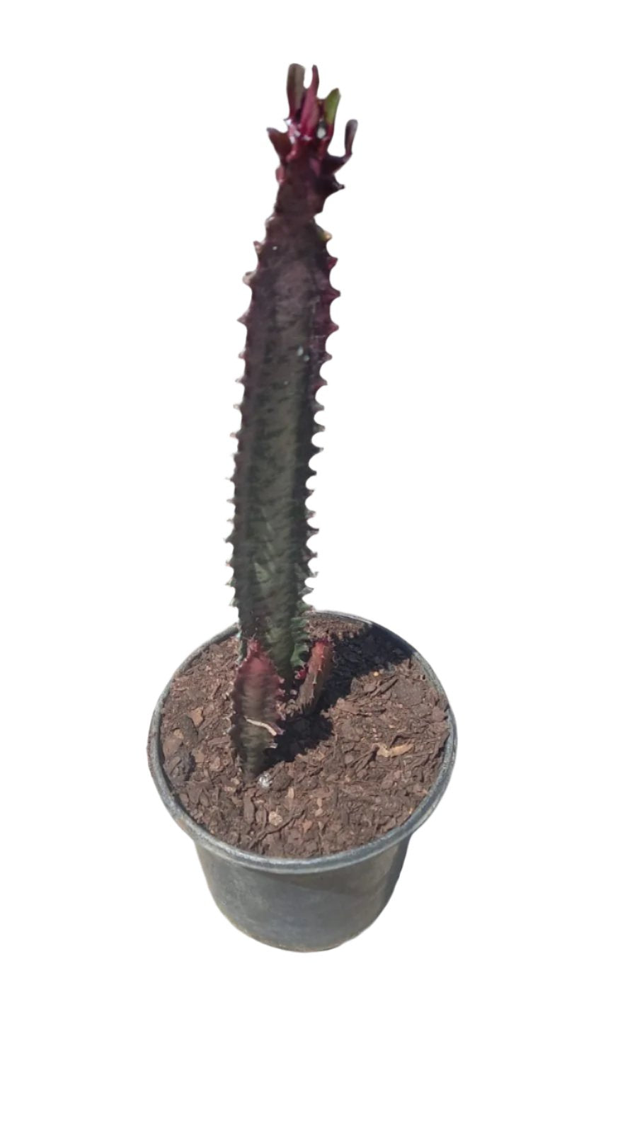 Assorted Euphorbia Trigona