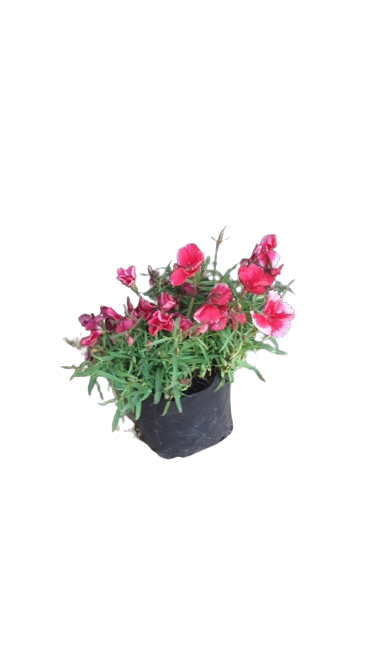 Dianthus Crononet Various 3L