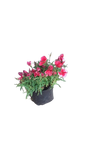 Dianthus Crononet Various 3L