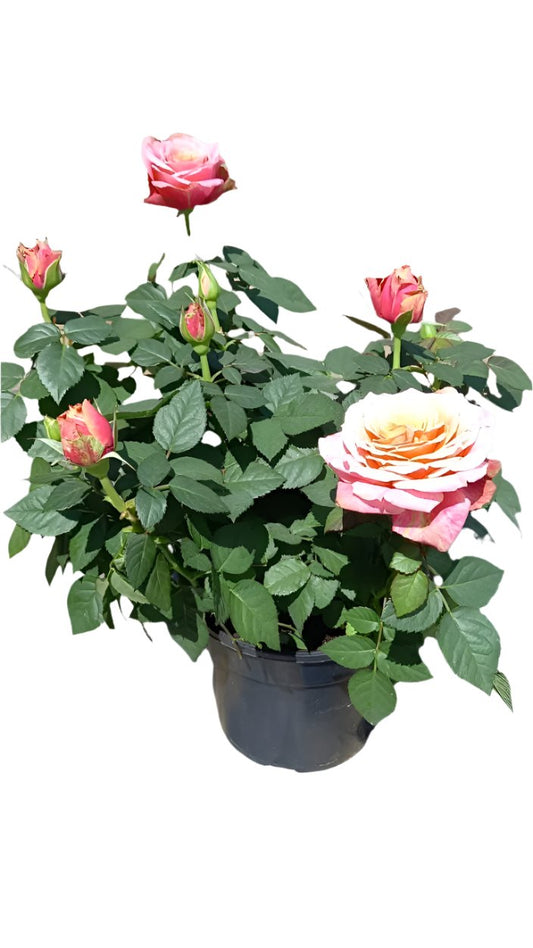 Rose 14cm pot