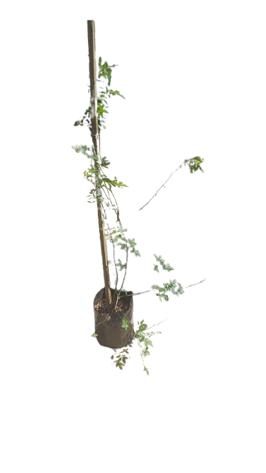 Rose Banksea