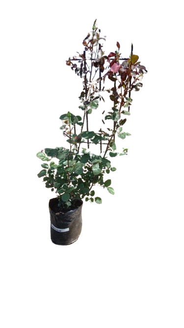 Rose Harmony 5L
