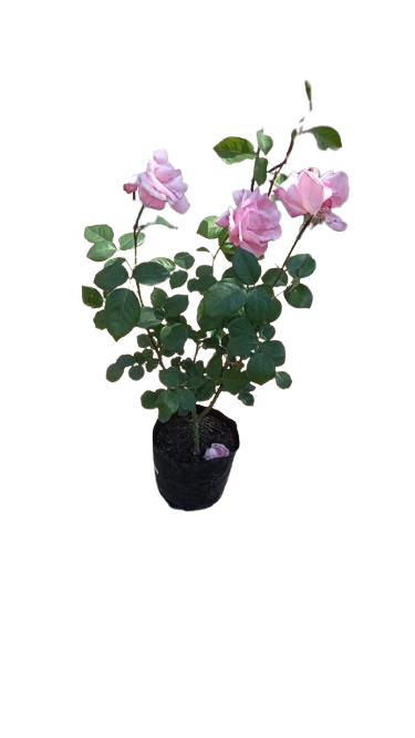 Rose Queen Elizabeth - 5L