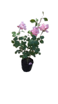 Rose Queen Elizabeth - 5L