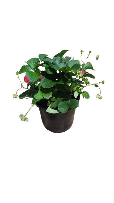 Various Strawberry Plants 17cm