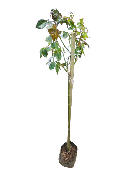 Johannesburg Sun Rose Std 5L