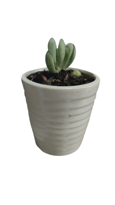 Succulent in Ceramic Pot