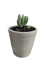 Succulent in Ceramic Pot
