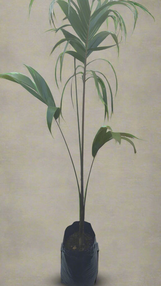 Roystonea Regia 'Royal Palm (20L)