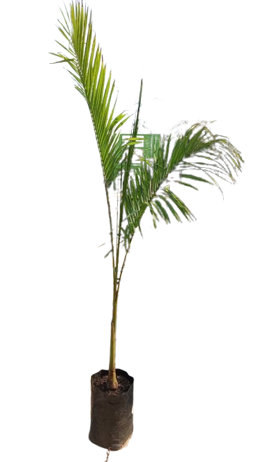 Roystonea Regia 'Royal Palm (20L)