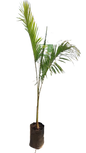 Roystonea Regia 'Royal Palm (20L)