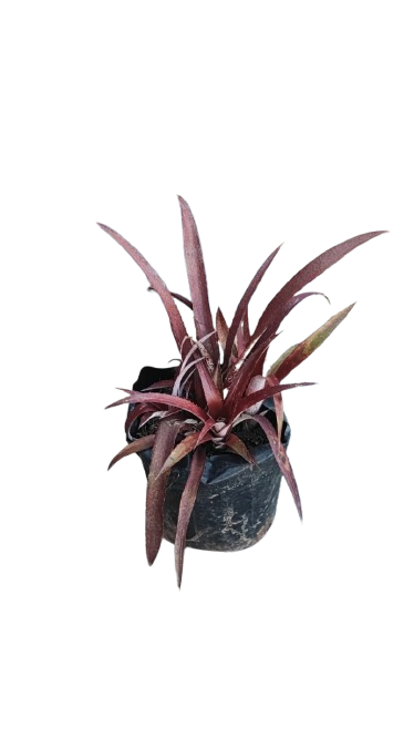 Cryptobergia Rubra 2.5L