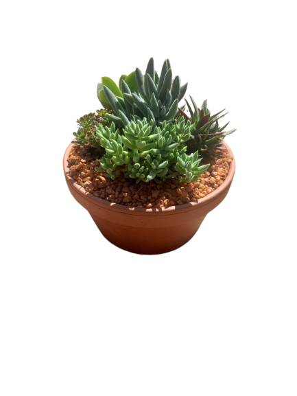 Terracotta Bowl 20cm with mixed succulents