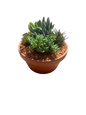 Terracotta Bowl 20cm with mixed succulents