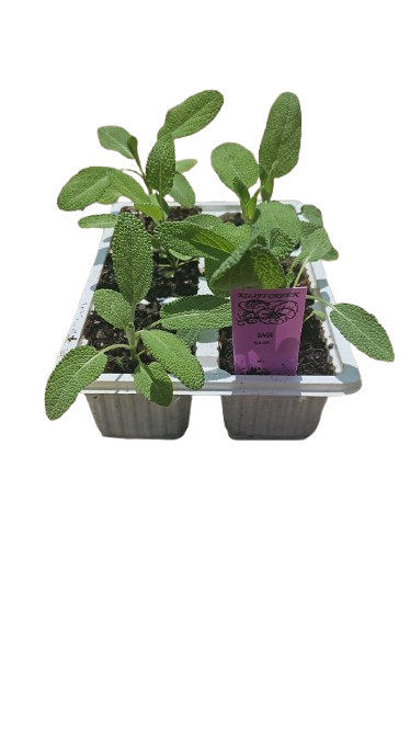Sage Herb 6 Pack Seedling Tray